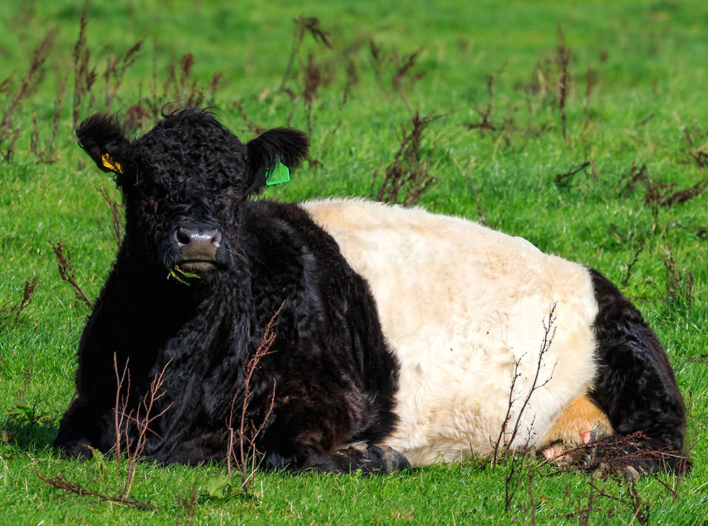 Belted Galloway Calf