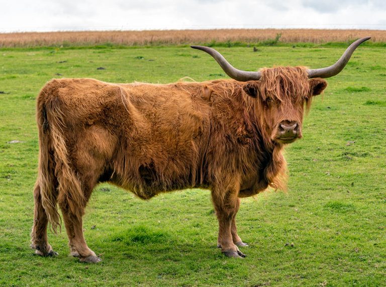 Highland Cattle - Millers of Speyside