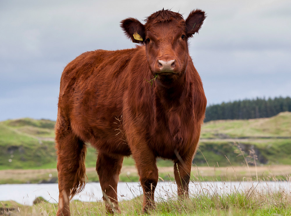 Cattle Of Cows Breeds Types